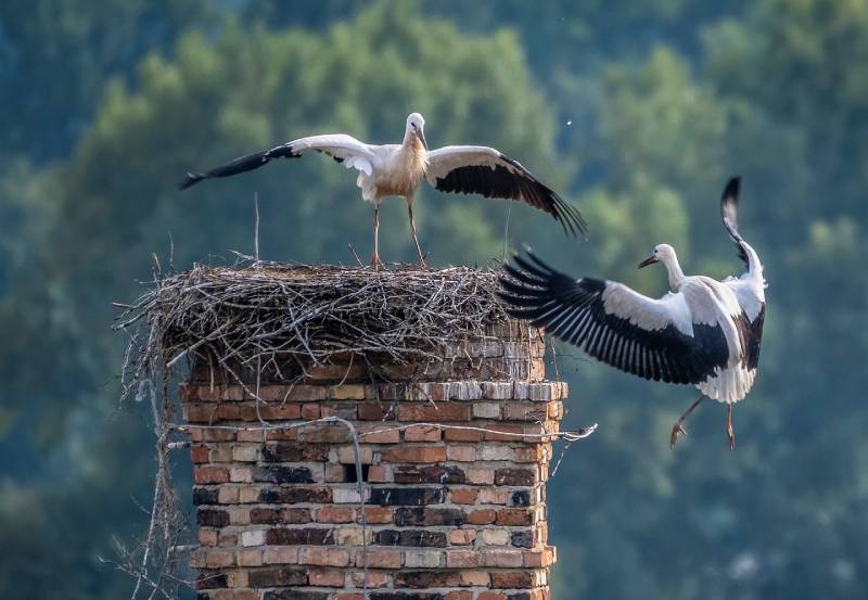 The Homeowner's Guide to Chimney Maintenance in Maryland's Climate The Homeowner's Guide to Chimney Maintenance in Maryland's Climate
